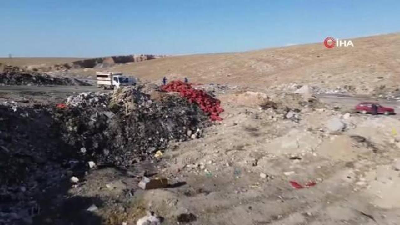 Boş araziye dökülen tonlarca soğanı vatandaşlar evlerine götürdü