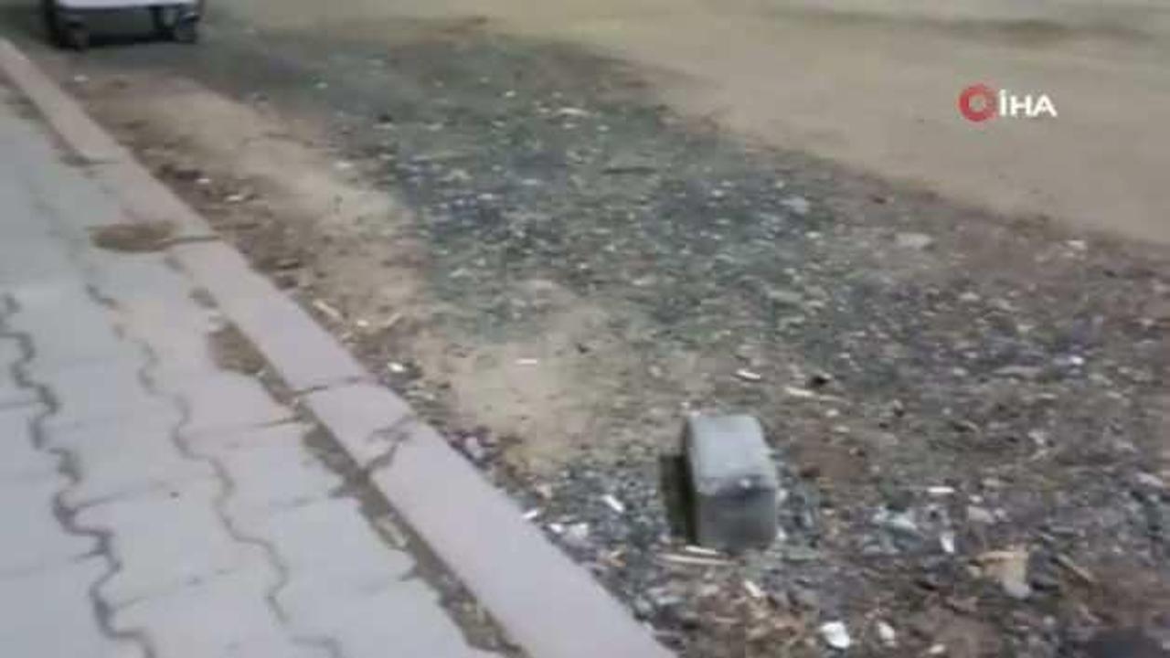 Kanka olan kedi ve tilki dikkat çekti