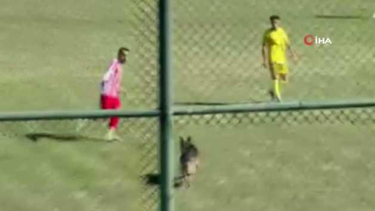 Sahaya giren başıboş köpek ortalığı karıştırdı