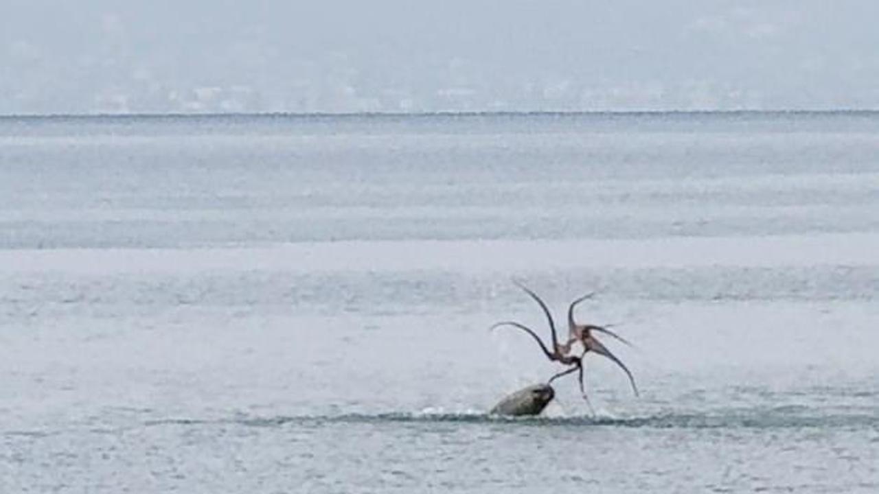 Görüntüler Türkiye'den...Belgeseldeki görüntülerin bir benzeri İzmir'de çekildİ