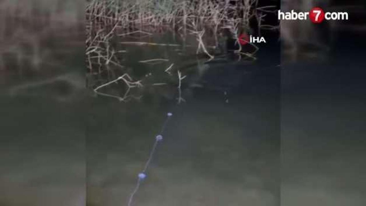 Halfeti'de su samuru görüldü