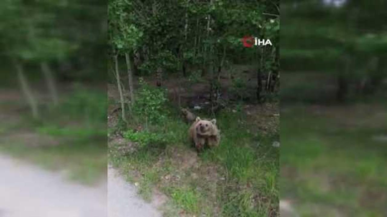 İlk defa drone gören ayının o anlar güldürdü