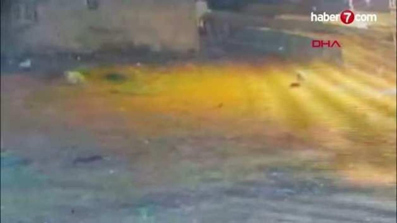 Kars'ta köye inen kurtlar, köpeğe saldırdı!