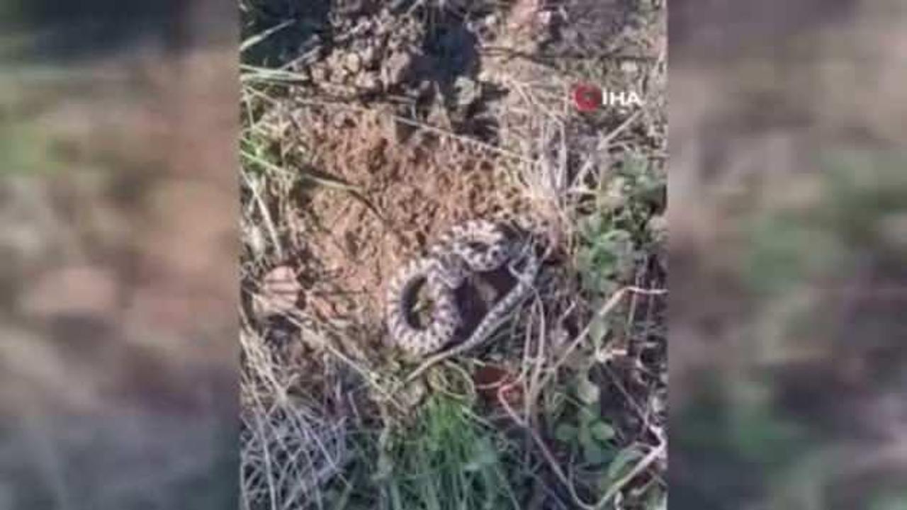 Mantar ararken dünyanın en zehirli yılanlarından engerekle karşılaştı