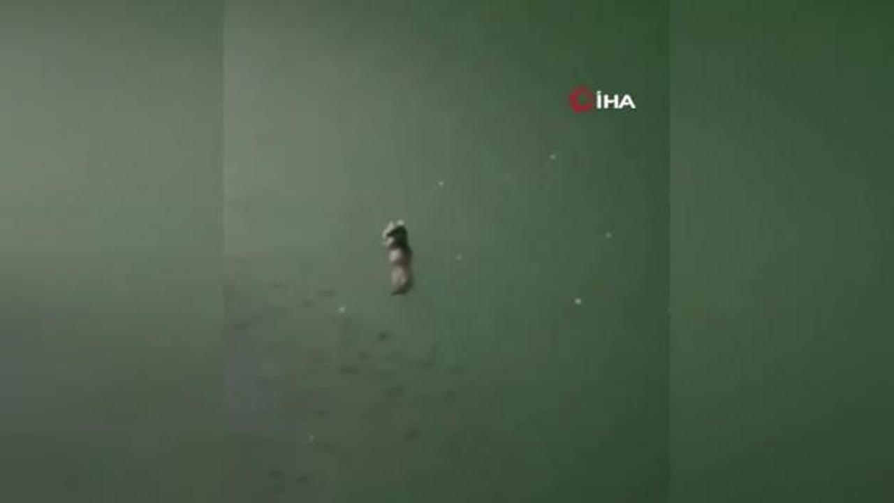 Tunceli'de su samuru görüntülendi