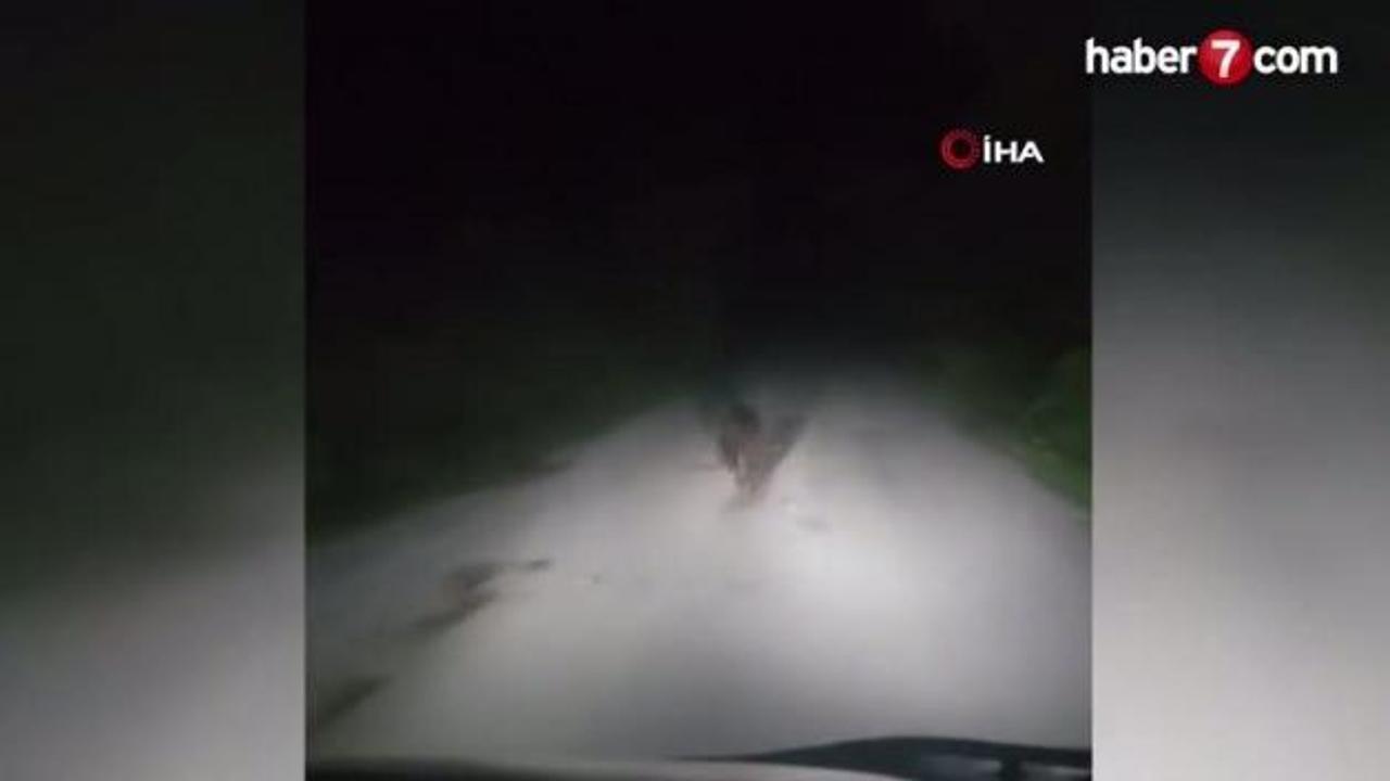 Karabük'te yolda koşan ayı kamerada