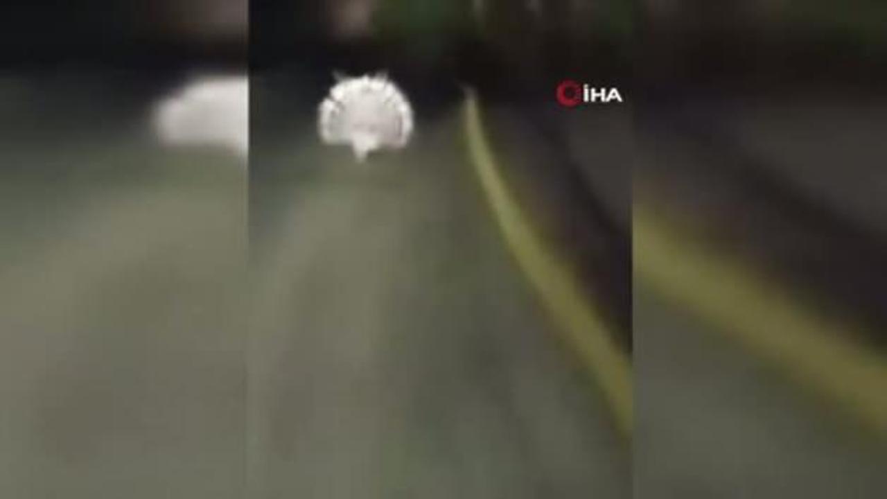 Menteşe’de oklu kirpiler kamerada