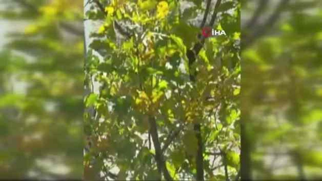 Hakkari'de görüldü! Islık çalıp dikkatini çekti... Vaşağın tepkisine dikkat