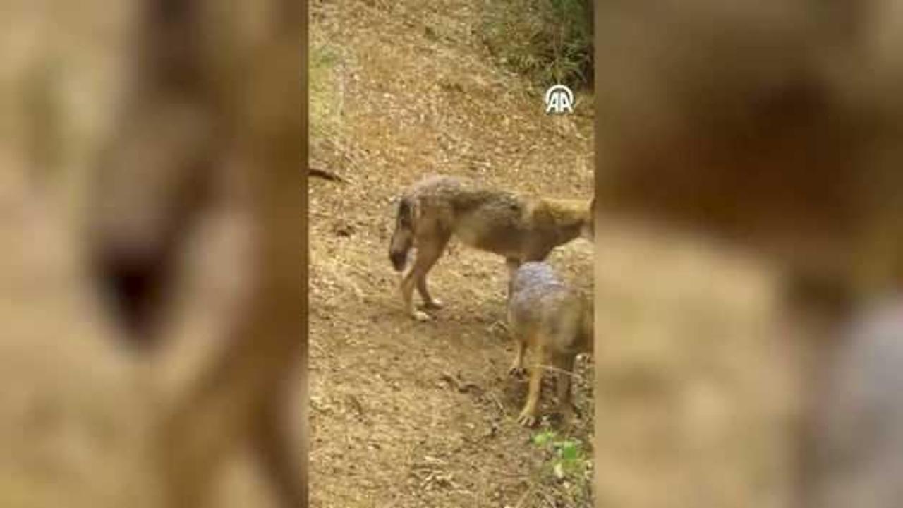Uludağ'da  2 çakal fotokapanla görüntülendi