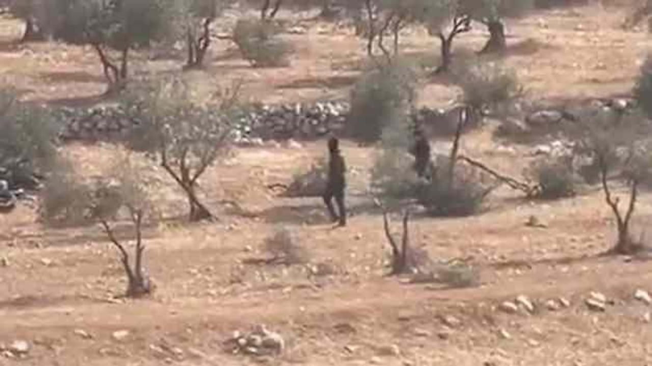 Vahşiler! Siyonist işgalciler zeytin ağaçlarını yok etti