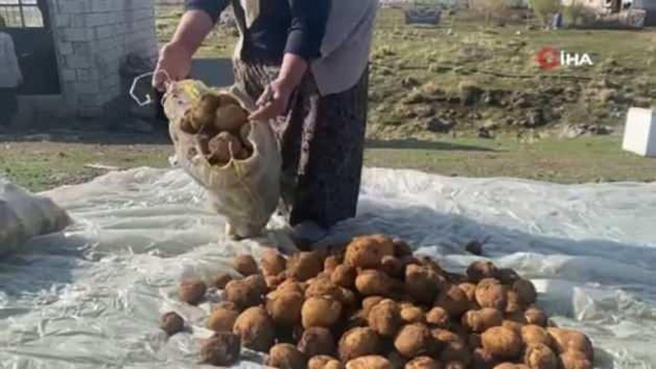 Ağrı’da kışlık patatesler böyle korunuyor