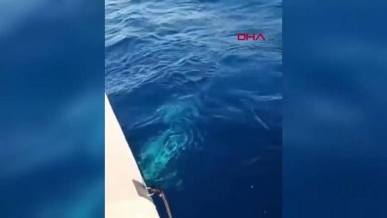 Amatör balıkçının oltasına köpek balığı takıldı