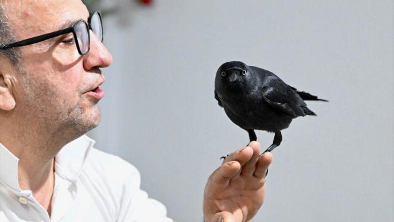 Sahiplendiği karga "Kömür" en yakın dostu oldu