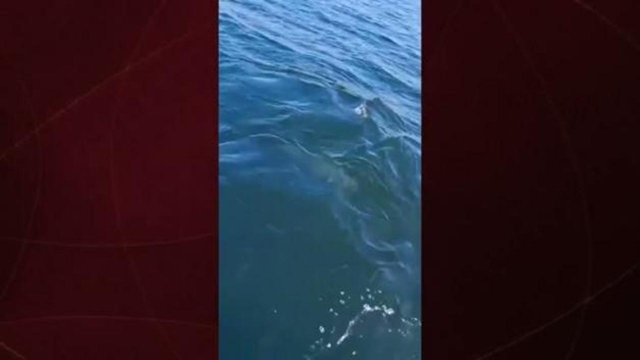 Temizlenen İzmit Körfezi’nde yunusların dansı kameralara yansıdı