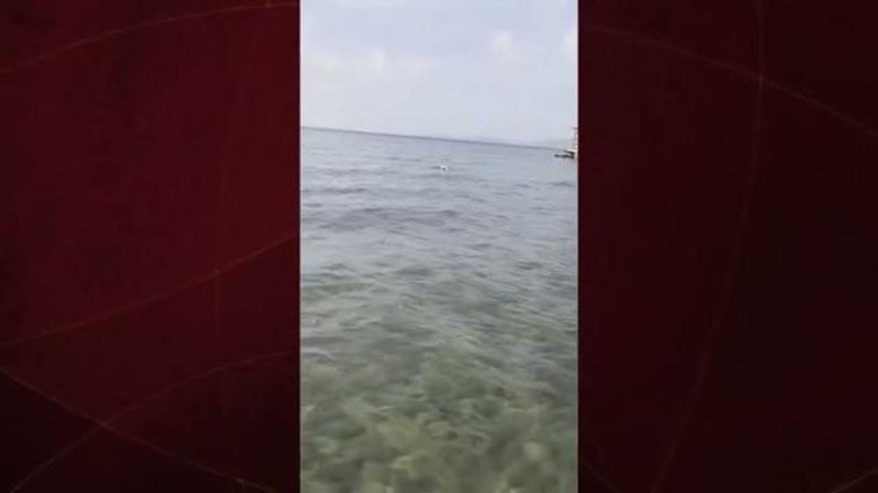 Bodrum'da bir kişi martıyı yakalayan ahtapotu yakaladı