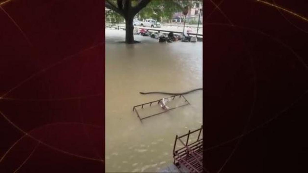 Sel sularının arasında yılan görüldü!