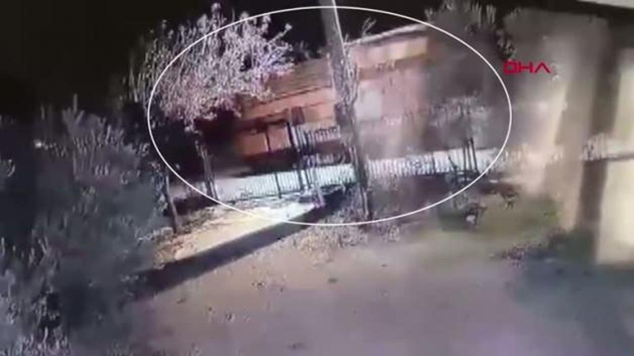 Yok artık dedirten hırsızlık! ‘Tiny House' hırsızı kıskvırak yakalandı