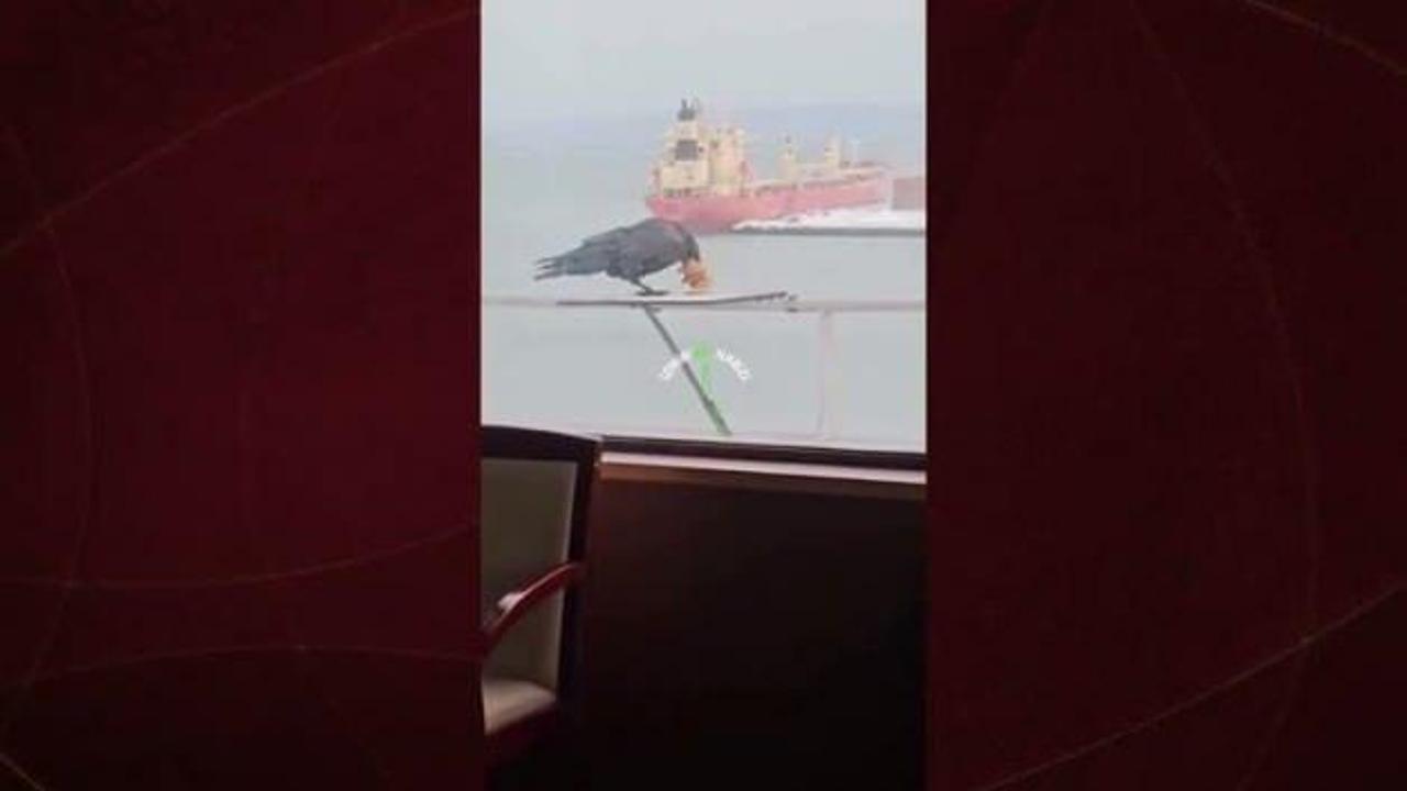 6 bisküviyi aynı anda gagasına sığdırmaya çalışan karga kamerada