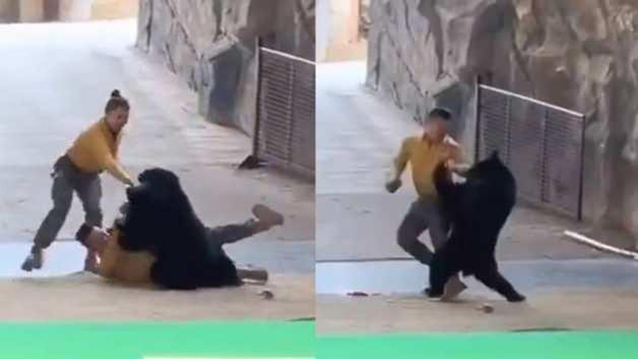 Çin'de korku dolu anlar: Kara ayı bakıcısına saldırdı