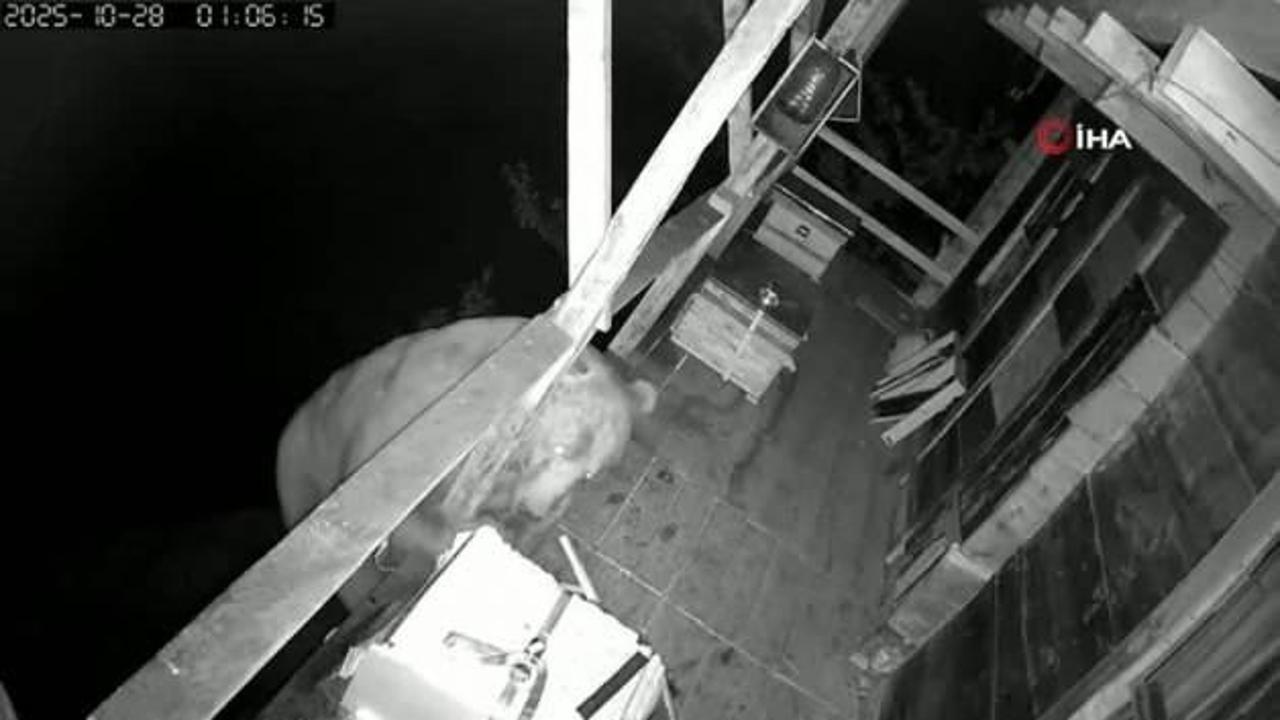 Tırmandığı balkonda kovanlardaki balı yiyen ayı kameralara yakalandı