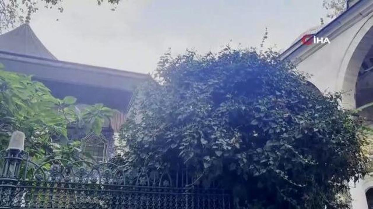 Eyüp Sultan Camii avlusundaki ağaç devrildi