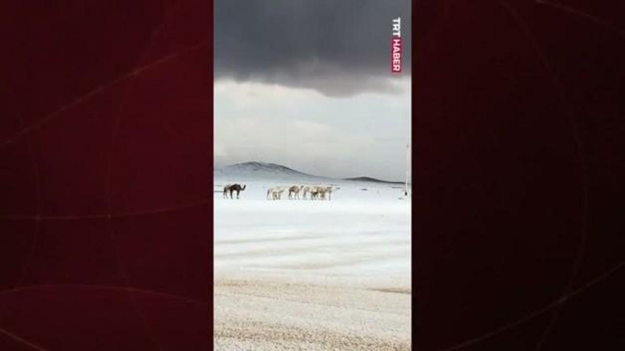 Suudi Arabistan’ın yüksek kesimlerine kar yağışı