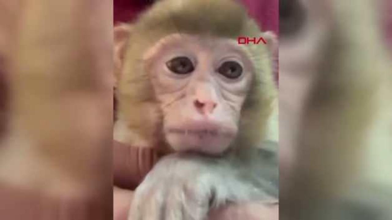 'Amazon ormanları' değil Elazığ: Minik maymun Türkiye'de koruma altına alındı