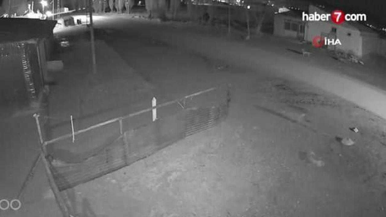 Bayburt'ta köye inen 5 kurt, köpeği tuzağa çekti! O anlar kamerada