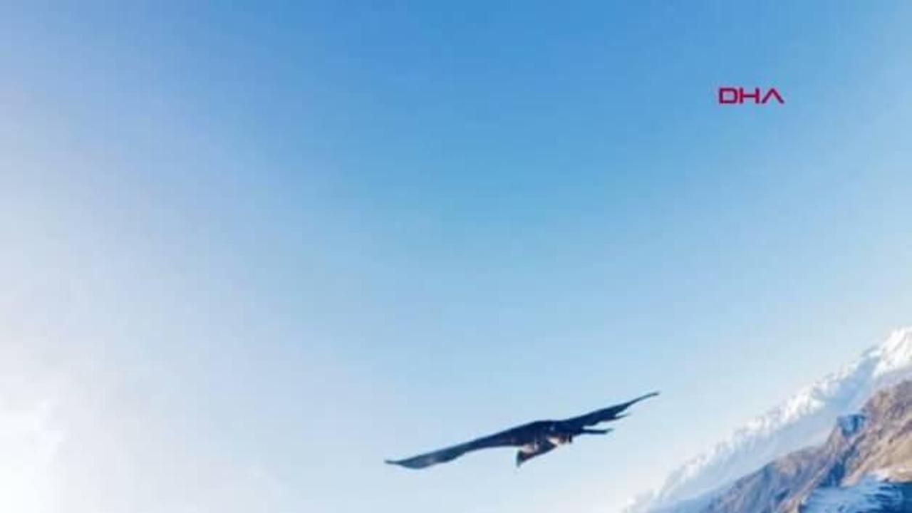 Kartalın kaptığı dron 6 saatlik tırmanışla geri alındı; o anlar kamerada