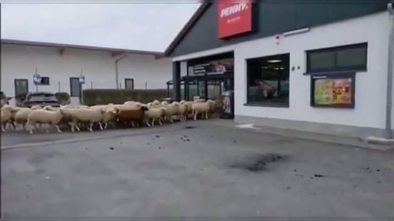 Şaşkına çeviren görüntüler: Koyun sürüsü süpermark…