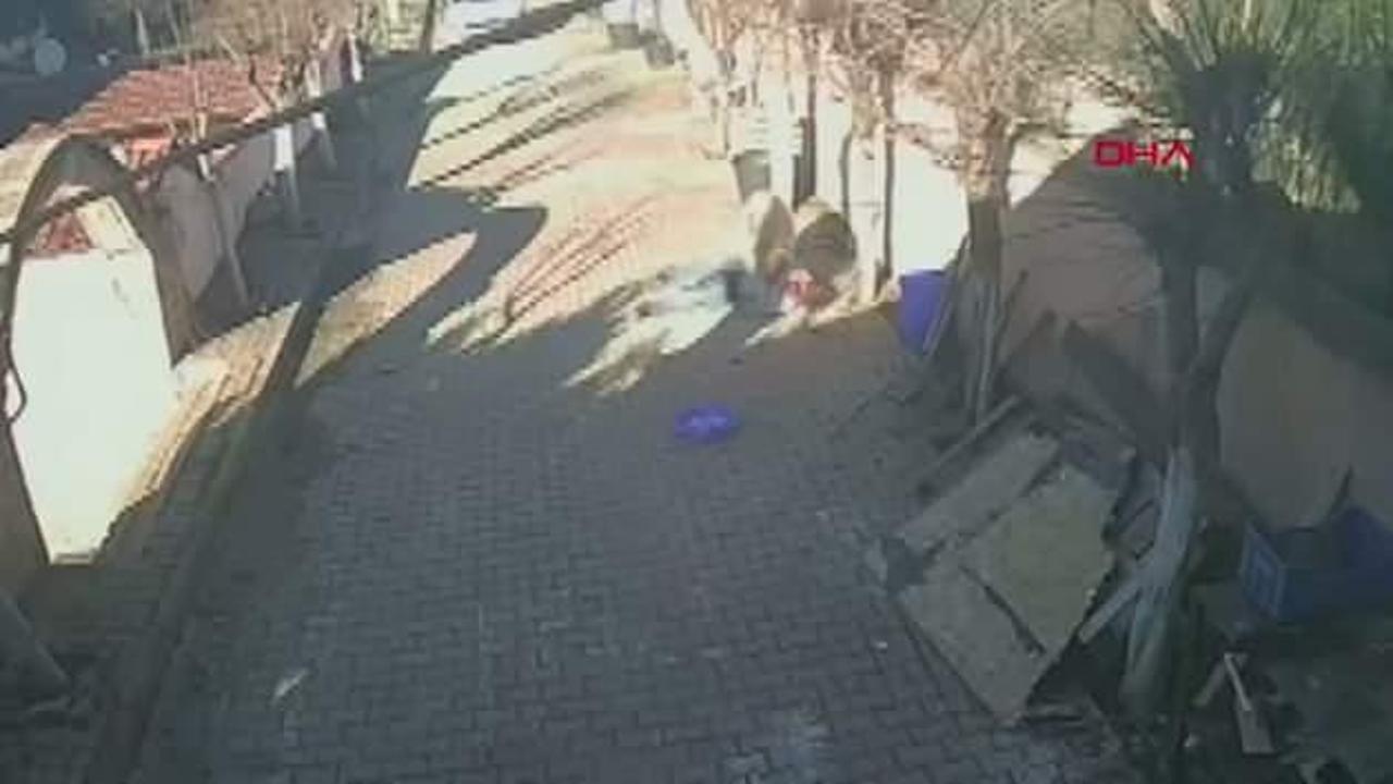 Görüntü korkunç: Sahibinin kemiklerini boynuzlaya boynuzlaya kırdı! Öfkeli koçun sonu kavurma oldu