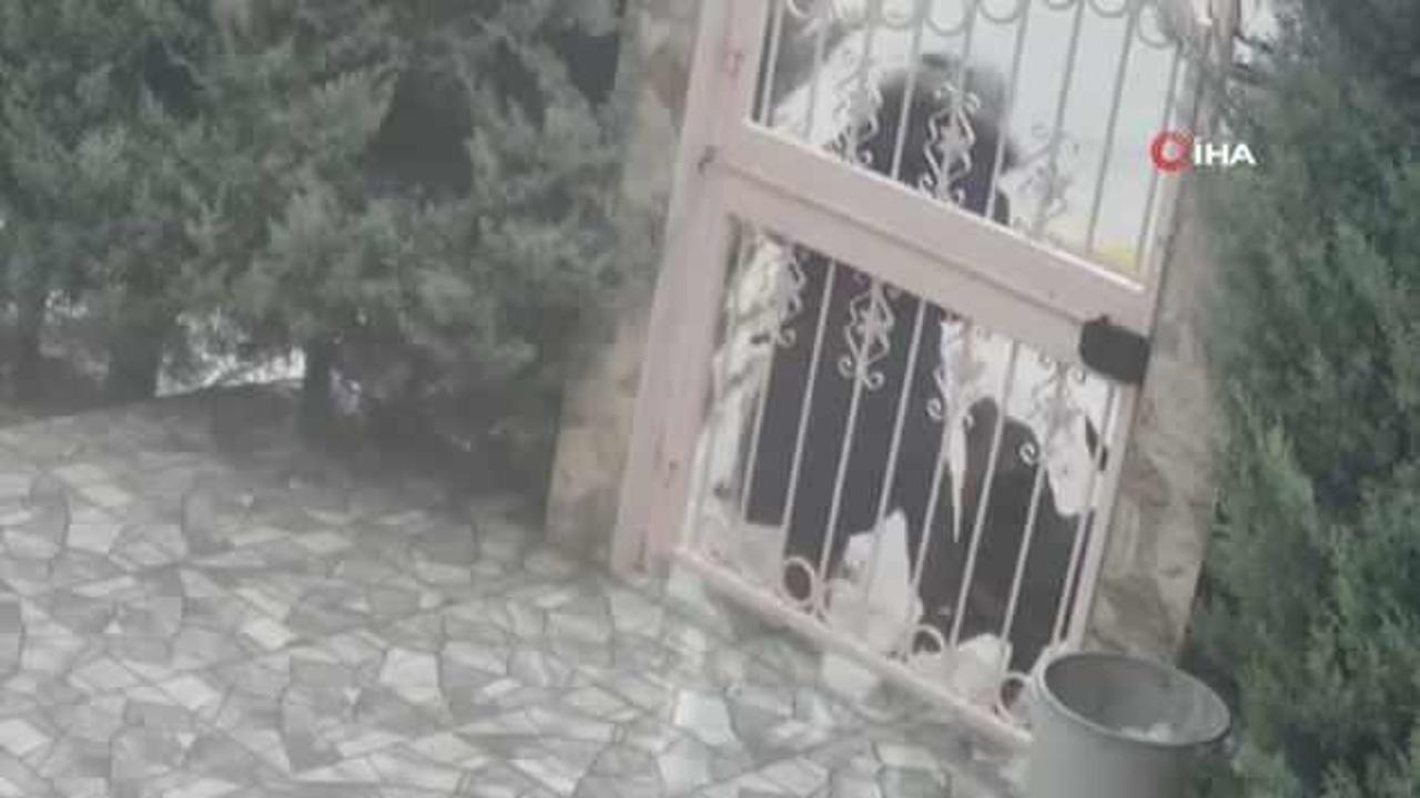 Ankara'da başıboş sokak köpek dehşeti kamerada!