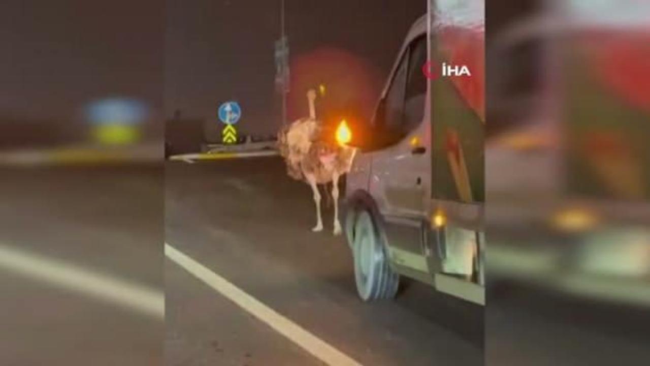 Deve kuşu, trafiği alt üst etti