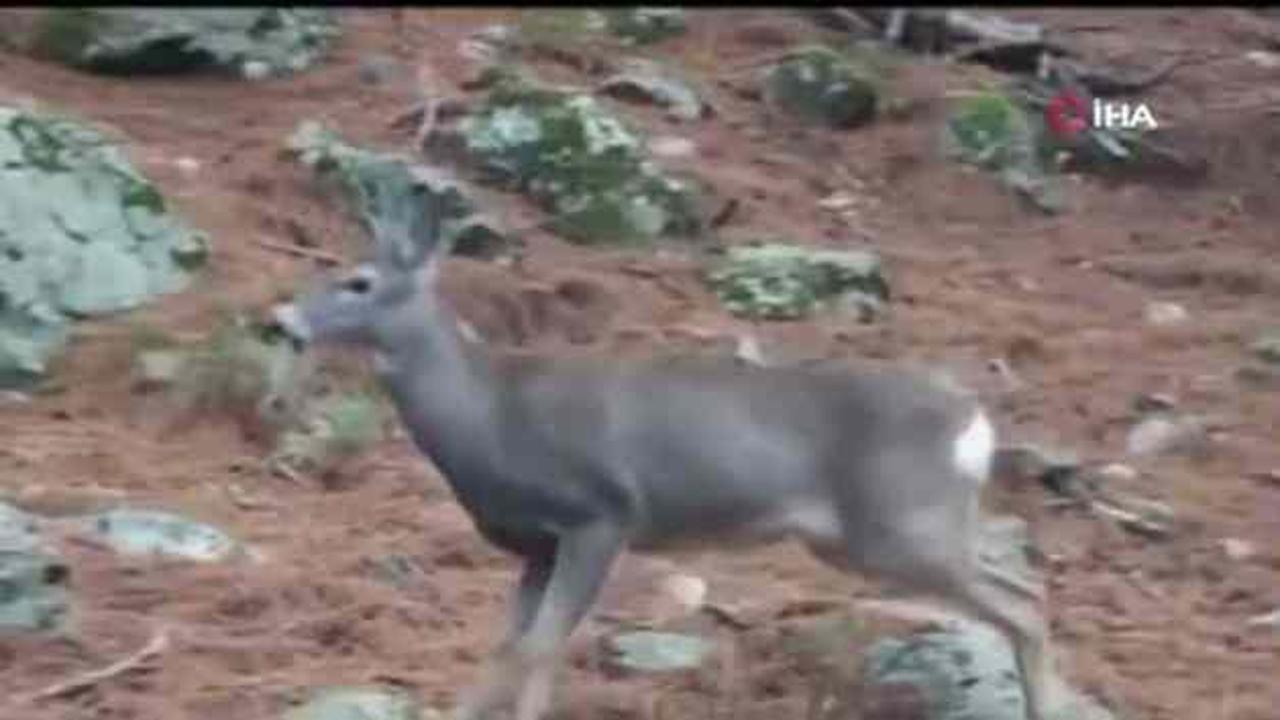 Fotokapan öyle bir görüntü kaydetti ki! İzleyen tekrar tekrar oynattı