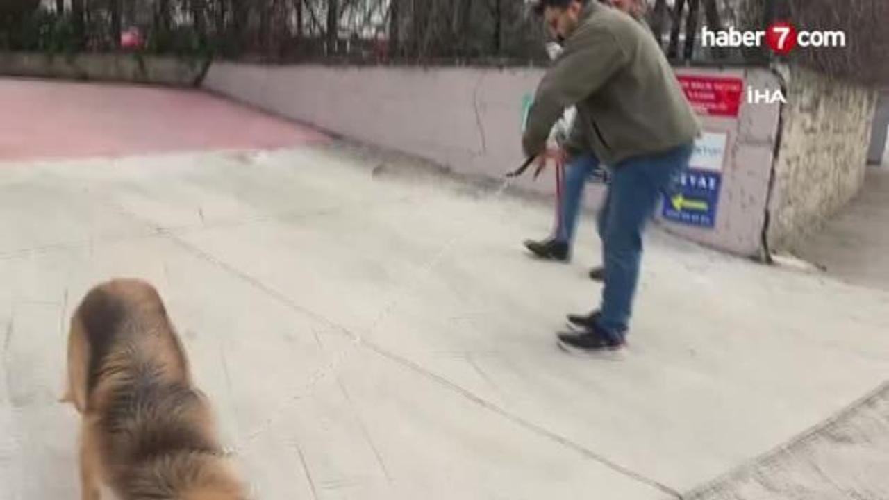 Samsun'da sokaklar temizleniyor: Başıboş köpekler barınağa götürüldü