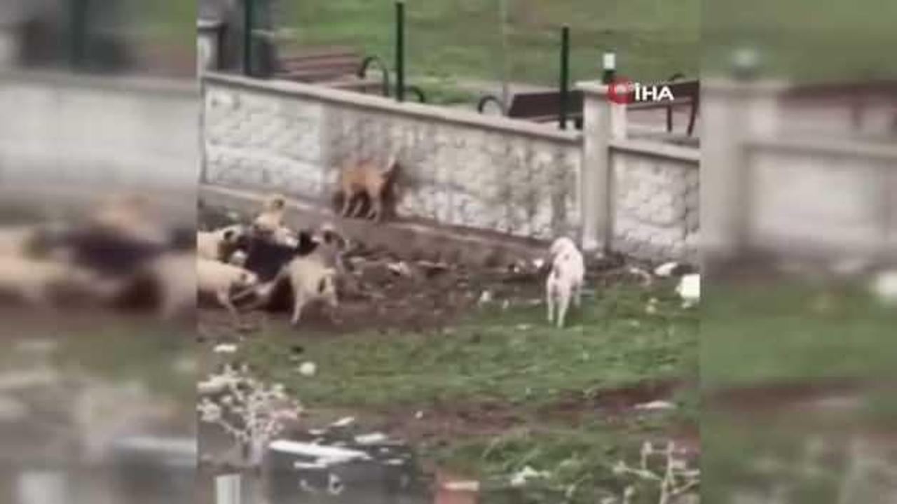 Diyarbakır'da sokak köpekleri başka bir köpeği parçalamaya çalıştı!