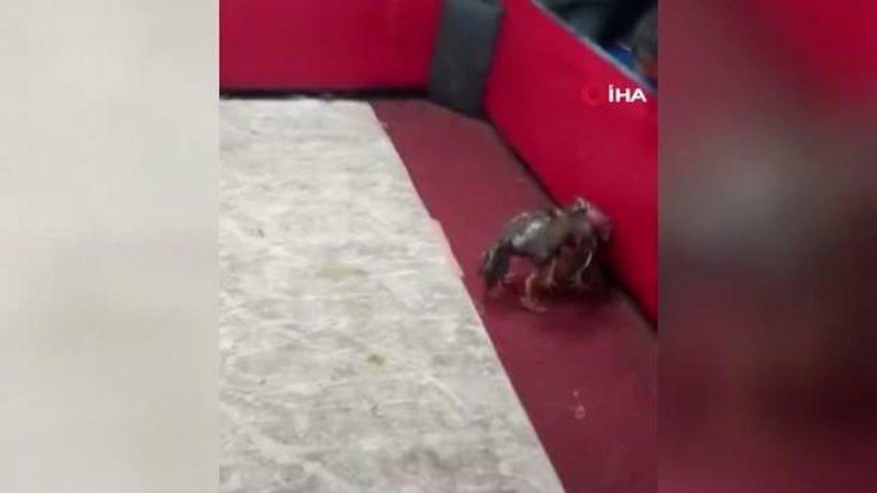 Adana'da polis, temizlik işçisi kılığına girerek horoz dövüşünü ortaya çıkardı!