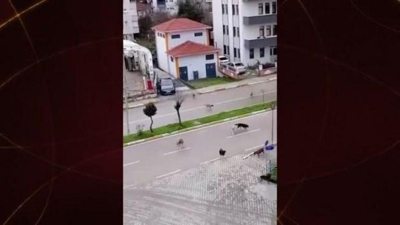 Okul yolunda köpek terörü! Aileler "Köpek saldırısında sorumlusu kim olacak? "diye sordu