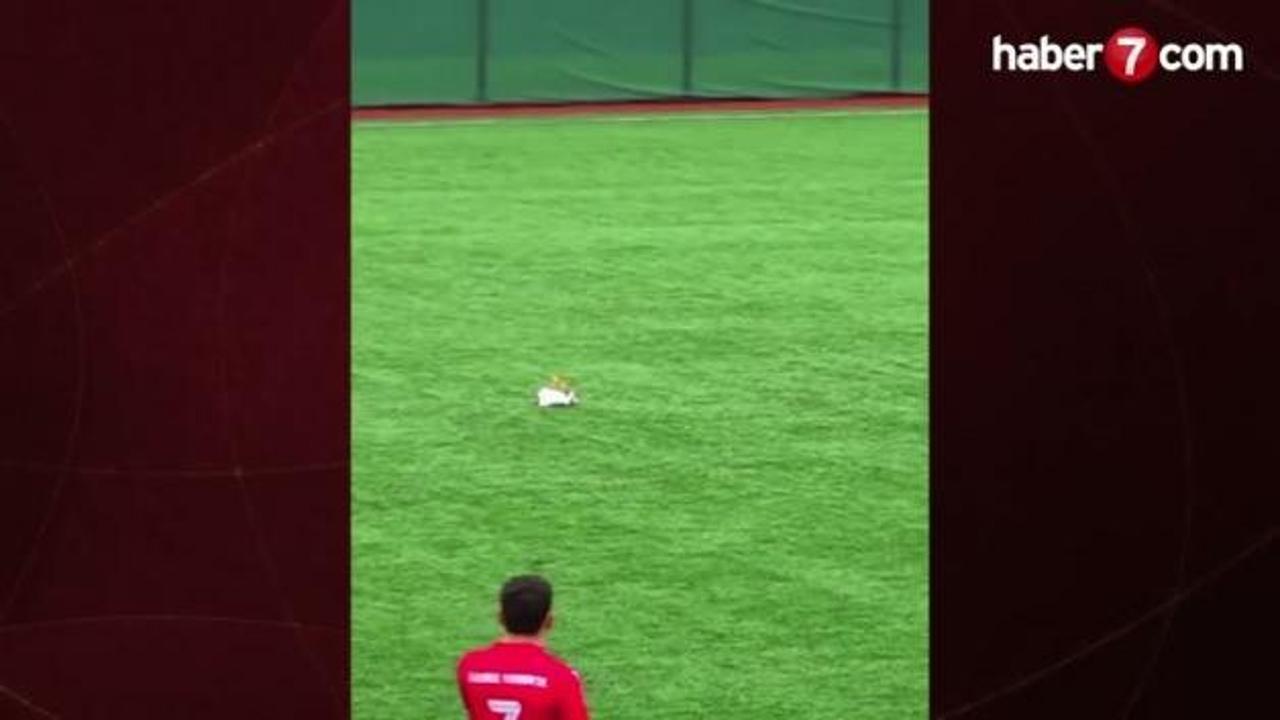 Futbol tarihinde görülmemiş olay: Kalecinin vurduğu top martıya çarptı!