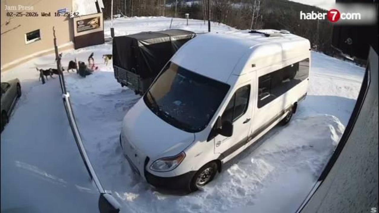 Rusya'da sokak köpeklerinin saldırısına uğrayan kadın kamyonun altına sığınarak kurtuldu