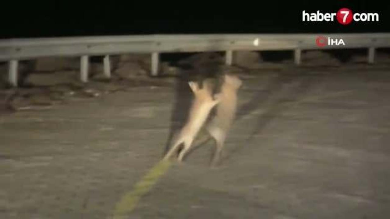 Gülümseten görüntü Çanakkale'den: Tavşanlar kavgaya tutuştu