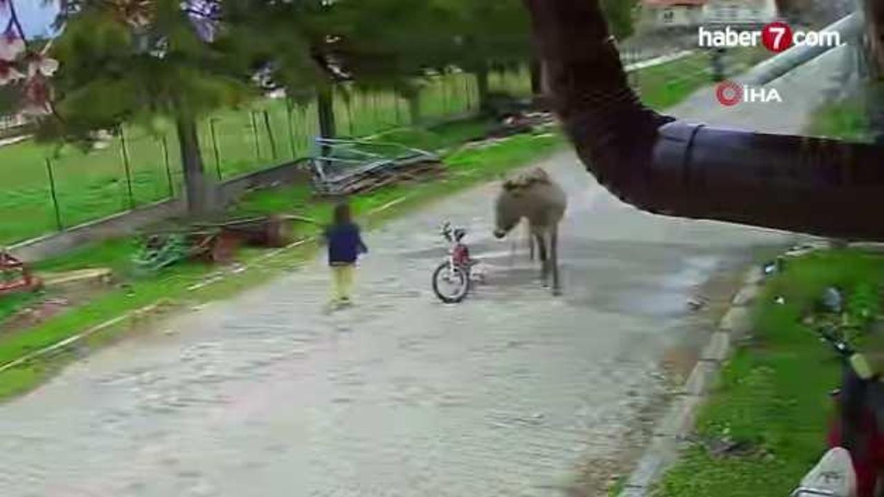 Evinin bahçesinde oynayan küçük kıza eşek saldırdı, ağabeyi sopayla kurtardı