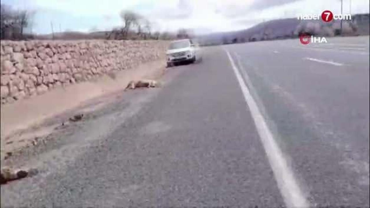 Otomobil koyun sürüsüne daldı: 9 koyun telef oldu