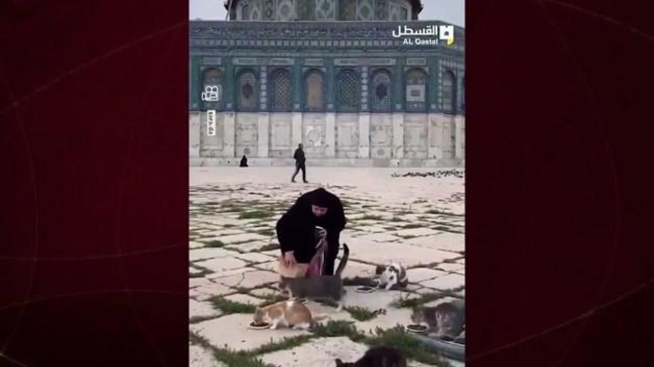 Filistinliler 41 günlük yokluğun ardından Mescid-i Aksa’nın kedilerini besledi