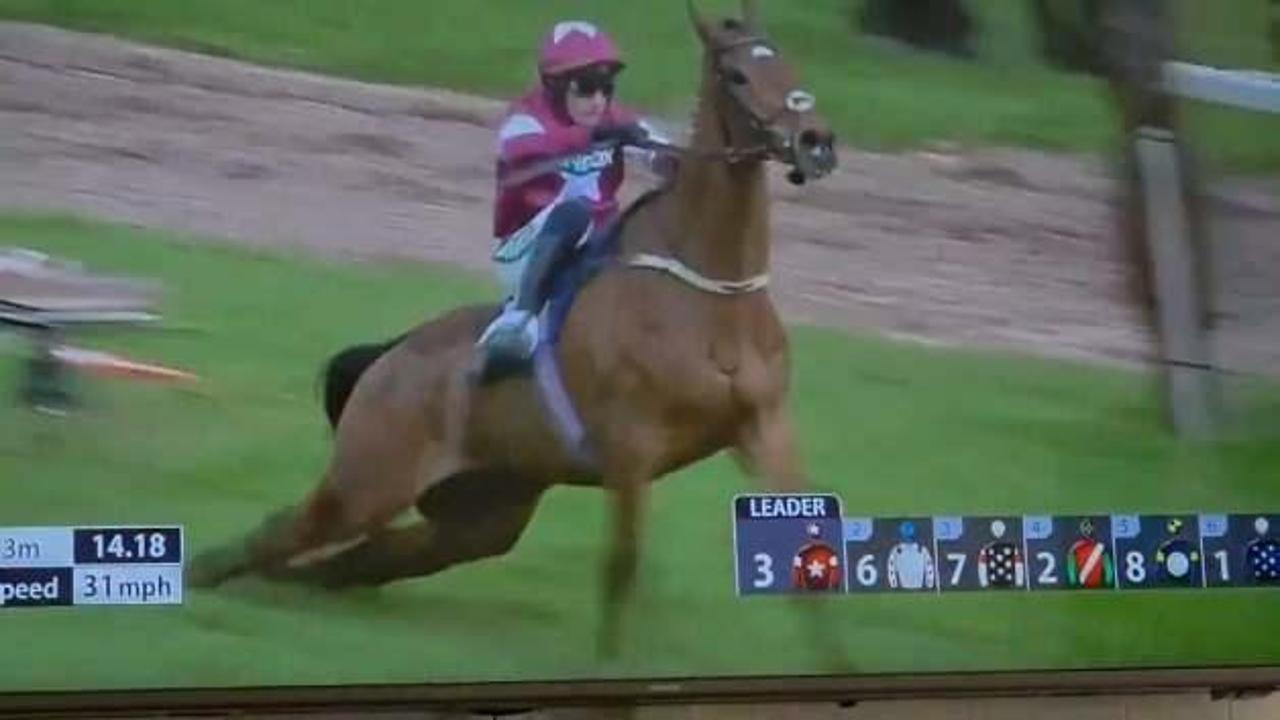 İngiltere'deki at yarışlarında feci son: Birinci olan şampiyon at uyutuldu