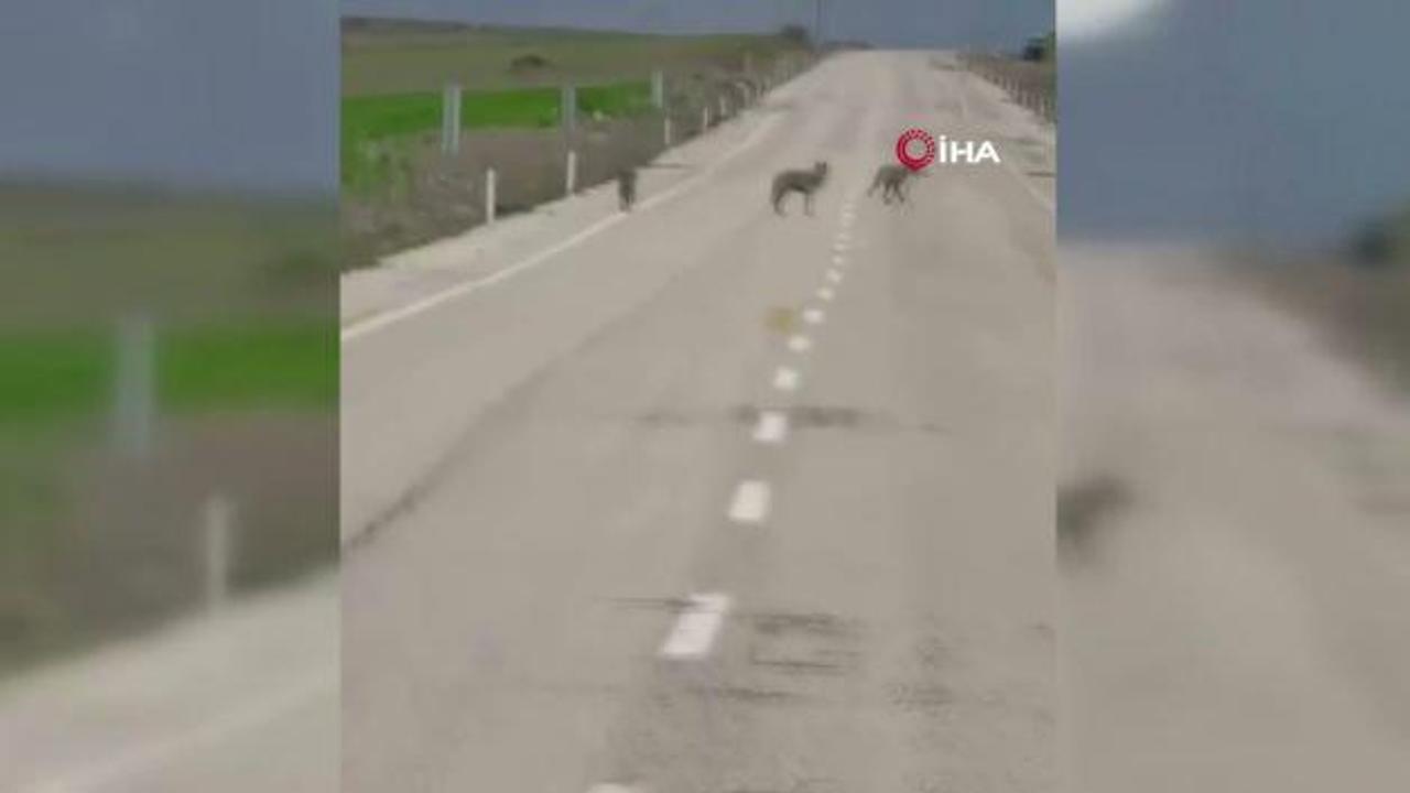 Erzincan'da dikkat çeken manzara: Kurtlar yolda cirit attı