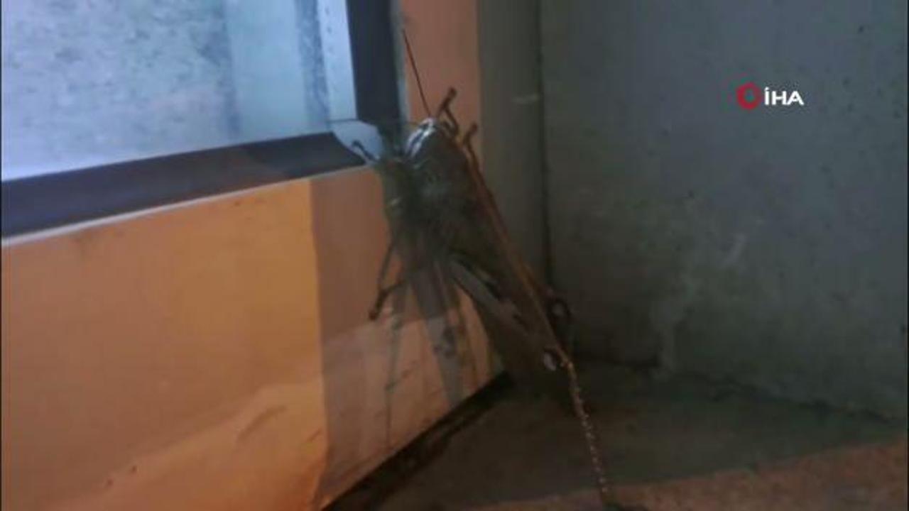 Diyarbakır'da dev etçil çekirgenin boyutu şaşkınlık yarattı