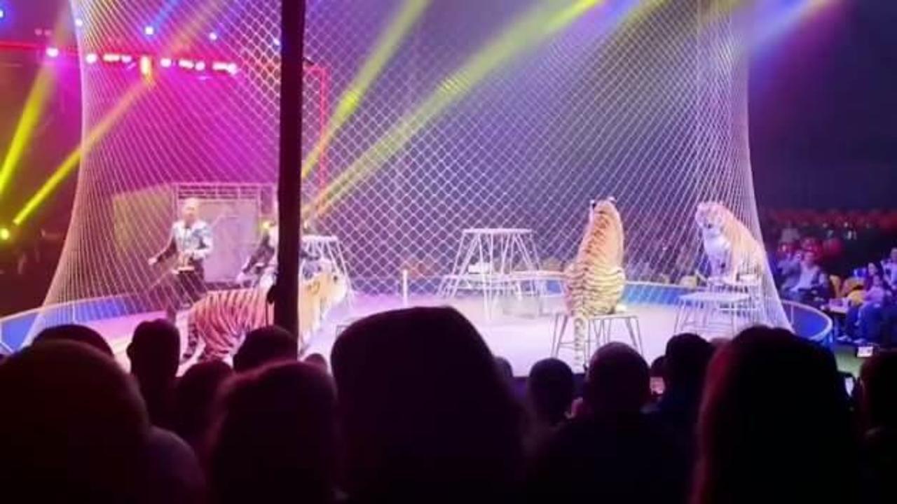 Rusya'da sirkte kaplan seyircilerin arasına daldı! Korku dolu anlar kamerada