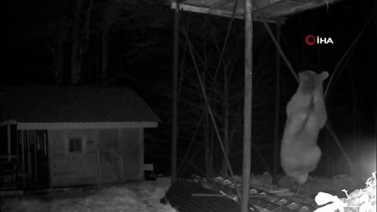 Açlık başına vurdu! Ayının düz demire tırmanmaya çalıştığı anlar kamerada