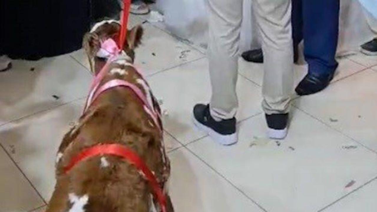 Osmaniye'de gelin ve damada verilen hediye düğüne damga vurdu